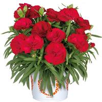 Dianthus Sprint Dark Red