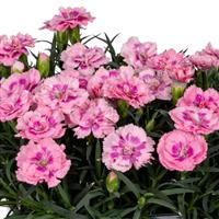 Dianthus Sprint Pink Shades