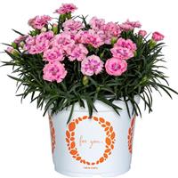 Dianthus Sprint Pink Shades