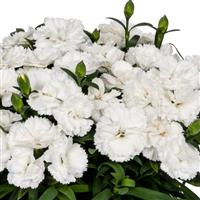 Dianthus Sprint Angie