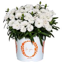 Dianthus Sprint Angie