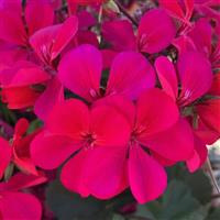 Caldera Hot Pink Interspecific Geranium