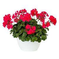 Caldera Hot Pink Interspecific Geranium