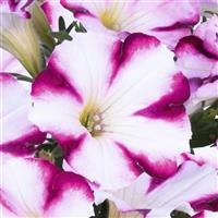 Sweetunia Purple Star Petunia