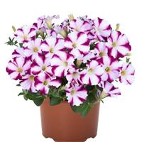 Sweetunia Purple Star Petunia