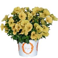 Sweetunia Banana Petunia