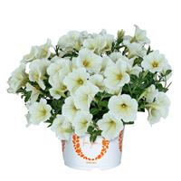 Sweetunia Popcorn Petunia