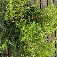 Spanish Spreading Rosmarinus