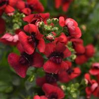 Whimsy™ Red Nemesia
