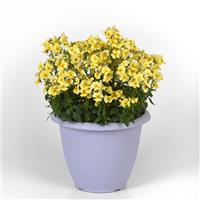 Whimsy™ Yellow Nemesia