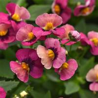 Whimsy™ Orange Sunset Nemesia