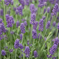Lavandula Sweet Dreams™ Blue