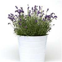 Lavandula Sweet Dreams™ Blue
