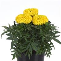 Taishan<sup>®</sup> Yellow African Marigold