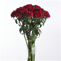 Sweet™ Cherry Dianthus