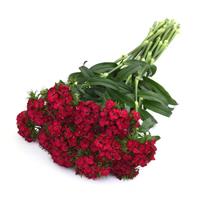 Sweet™ Cherry Dianthus