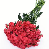 Sweet™ Coral Dianthus