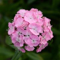 Sweet™ Pink Dianthus