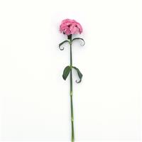 Sweet™ Pink Dianthus
