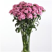 Sweet™ Pink Dianthus
