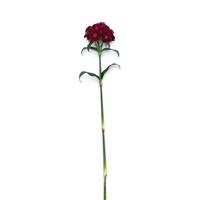 Sweet™ Purple Dianthus