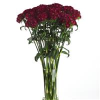 Sweet™ Purple Dianthus