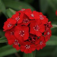 Sweet™ Scarlet Dianthus