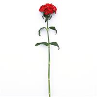 Sweet™ Scarlet Dianthus