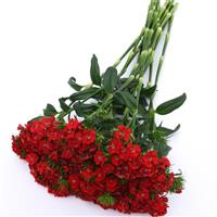 Sweet™ Scarlet Dianthus