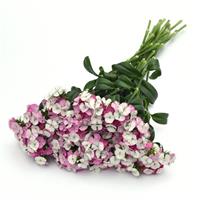 Sweet™ Pink Magic Dianthus
