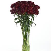 Sweet™ Black Cherry Dianthus