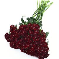 Sweet™ Black Cherry Dianthus