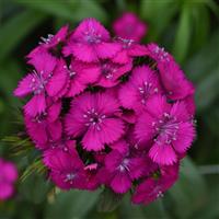 Sweet™ Neon Purple Dianthus