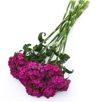 Sweet™ Neon Purple Dianthus