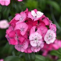 Sweet™ Rose Magic Dianthus