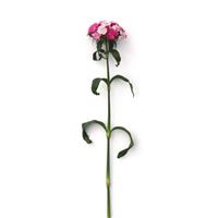 Sweet™ Rose Magic Dianthus