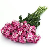 Sweet™ Rose Magic Dianthus