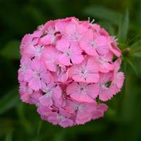 Sweet™ Deep Pink Maxine Dianthus