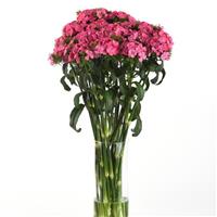 Sweet™ Deep Pink Maxine Dianthus