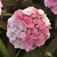 Sweet™ Cherryblossom Magic Dianthus