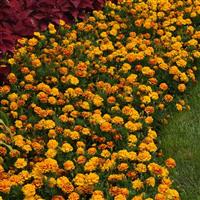 Bonanza™ Bee French Marigold