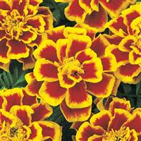Durango<sup>®</sup> Bee French Marigold