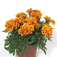 Durango<sup>®</sup> Bee French Marigold