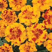 Durango<sup>®</sup> Bolero French Marigold