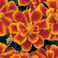 Durango<sup>®</sup> Flame French Marigold