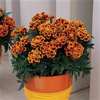 Durango<sup>®</sup> Flame French Marigold
