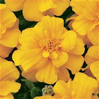 Durango<sup>®</sup> Gold French Marigold