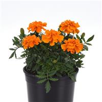 Durango<sup>®</sup> Orange French Marigold