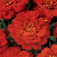 Durango<sup>®</sup> Red French Marigold
