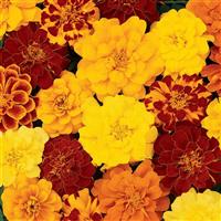 Durango<sup>®</sup> Mixture French Marigold